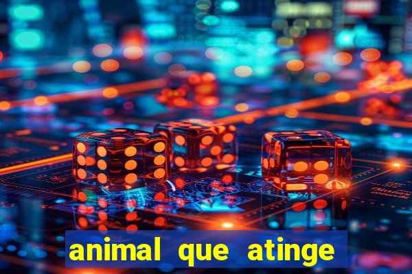 animal que atinge 230 decib茅is